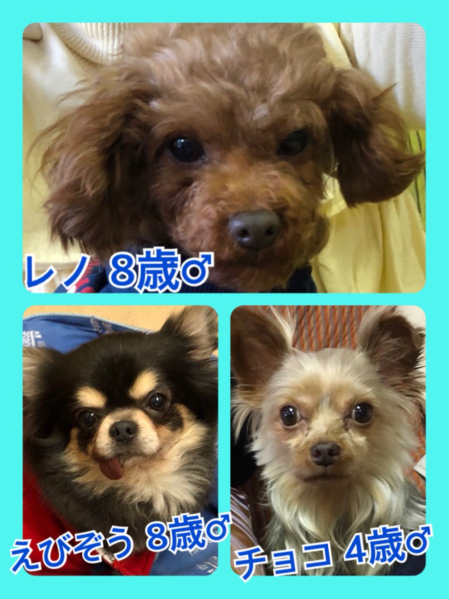 今日２１日はニャンワンの日🐱🐶🐾今日の里親様募集中ワンコ🐶メンバーです🐾2019,12,21